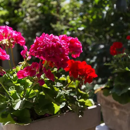 公寓 洛克希贝斯特公寓 杜布罗夫尼克