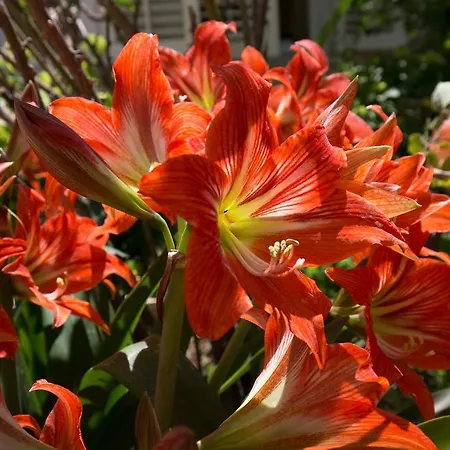 洛克希贝斯特公寓 * 杜布罗夫尼克